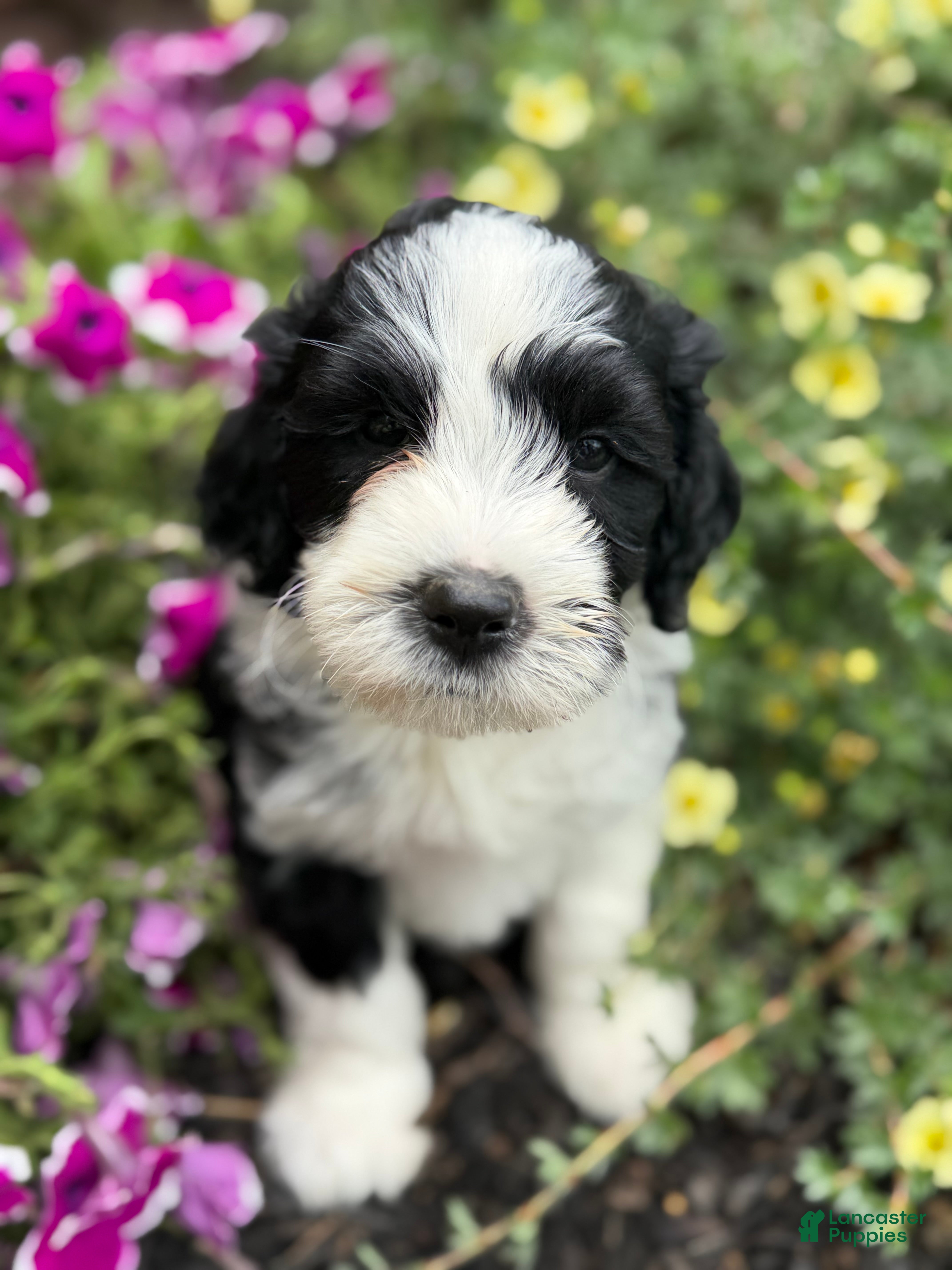 Portuguese Water Dog dogs Mr. P (Poppers Penguin) - Ad 2