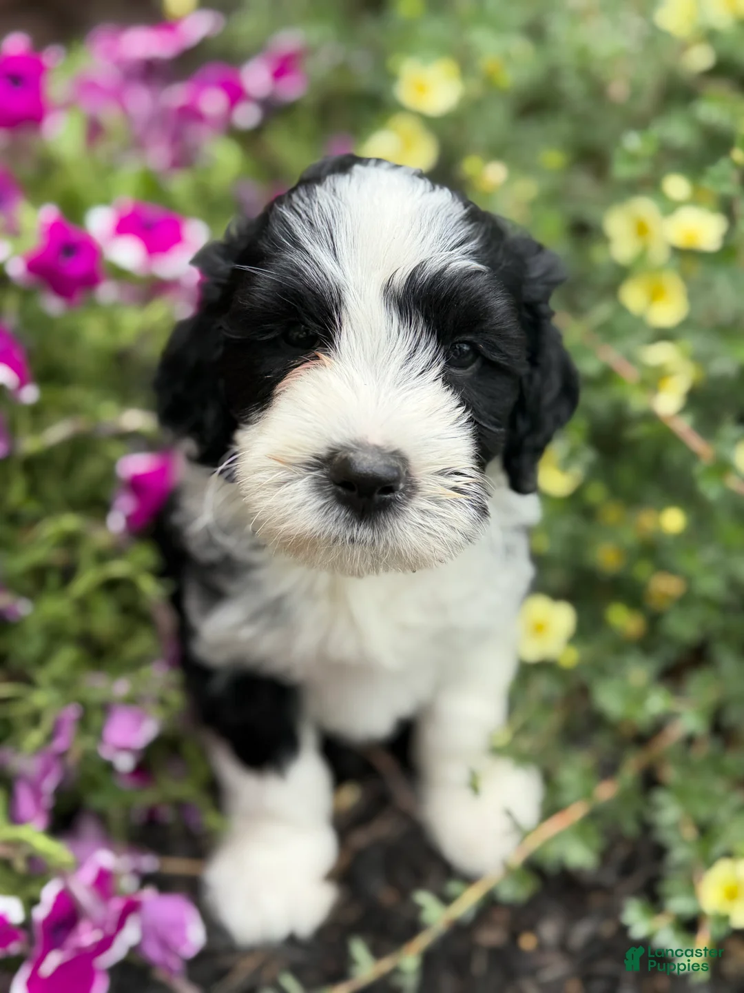 Portuguese Water Dog dogs for sale: Mr. P (Poppers Penguin) - Ad 2