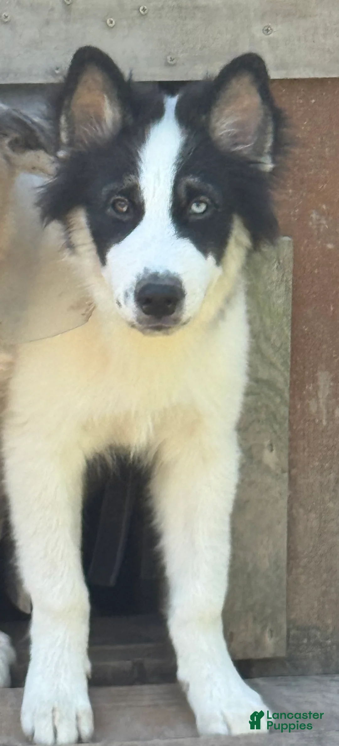 Gerberian Shepsky dogs for sale: Walker - Ad 2