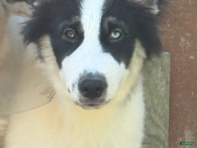 Gerberian Shepsky dogs for sale: Walker - Ad 1