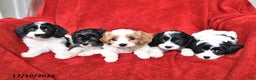 Cavapoo dogs for sale: Alice - Ad 5