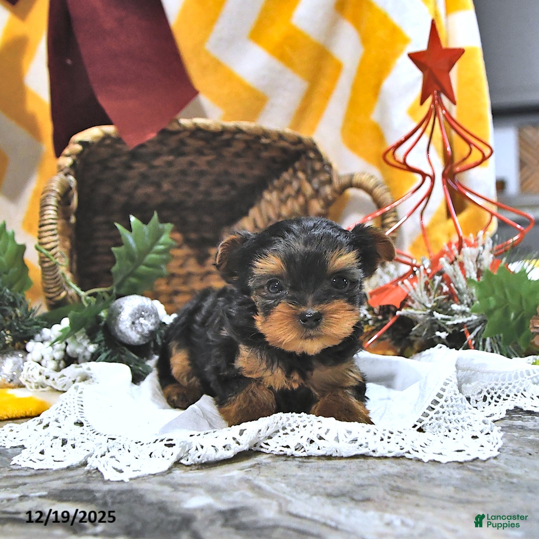 Yorkshire Terrier dogs for sale: Jenna EXTRA SMALL - Ad 1