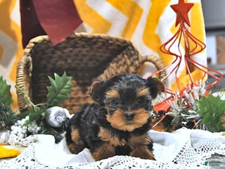 Yorkshire Terrier dogs Jenna EXTRA SMALL - Ad 24