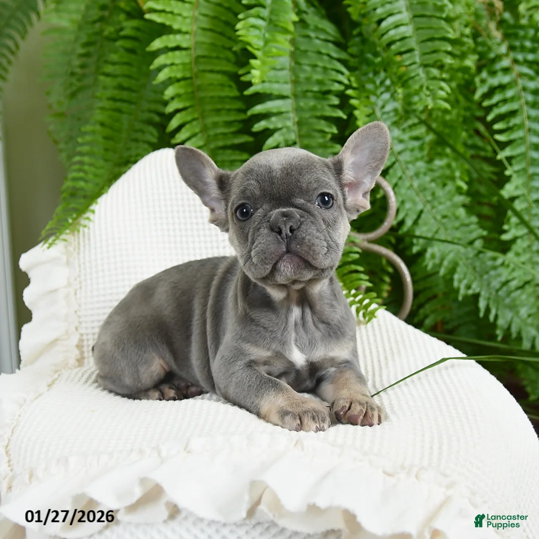 French Bulldog dogs for sale: Taffy - Ad 9