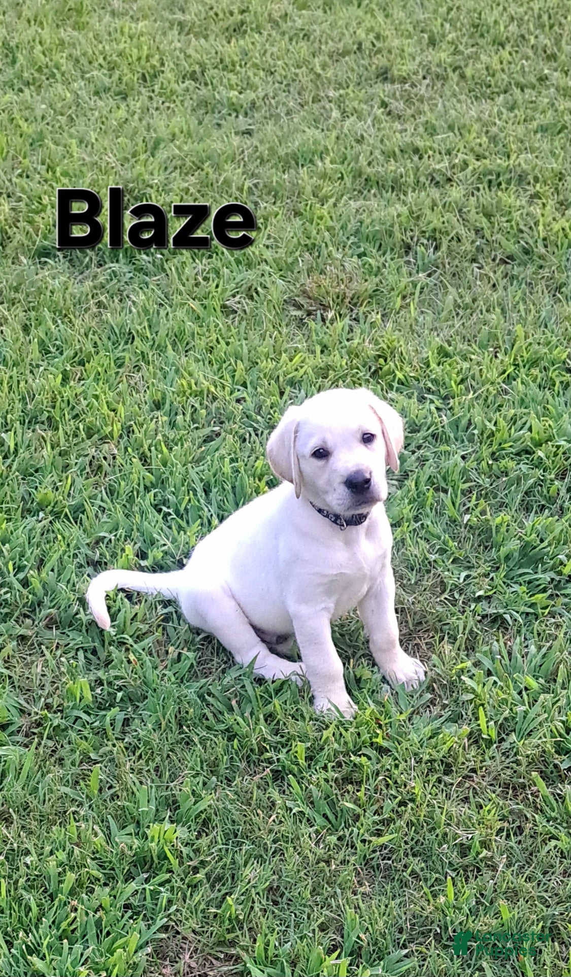 Goldador dogs for sale: Blaze - Ad 1