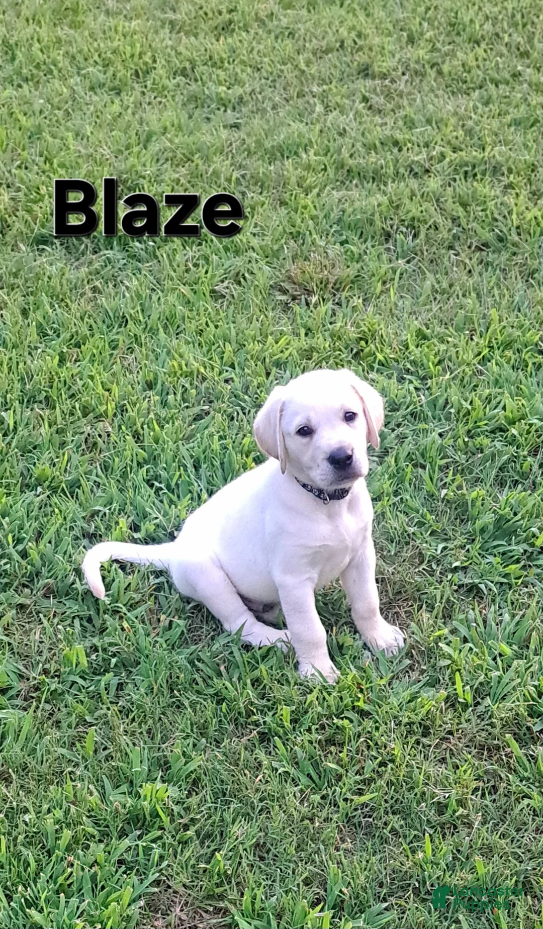 Goldador dogs for sale: Blaze - Ad 1
