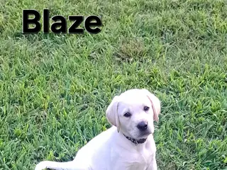 Goldador dogs Blaze - Ad 1