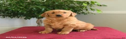 Golden Retriever dogs for sale: Reese - Ad 4