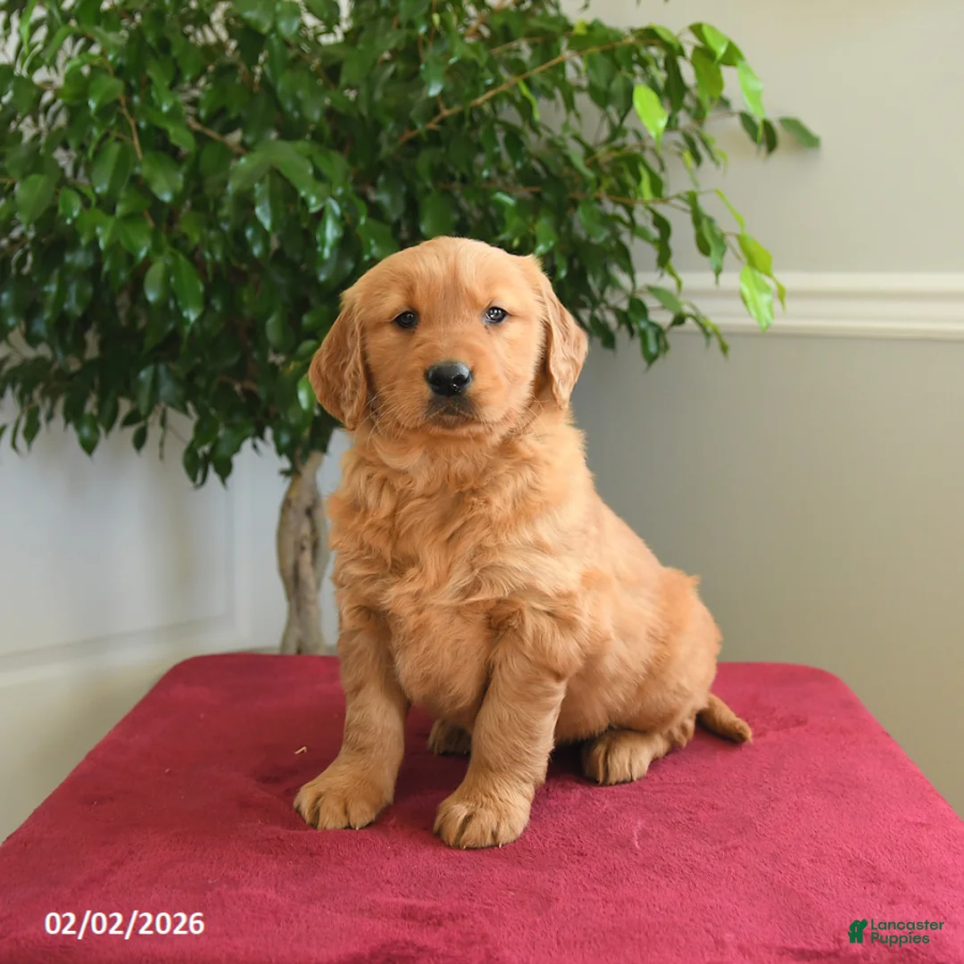 Golden Retriever dogs for sale: Reese - Ad 4