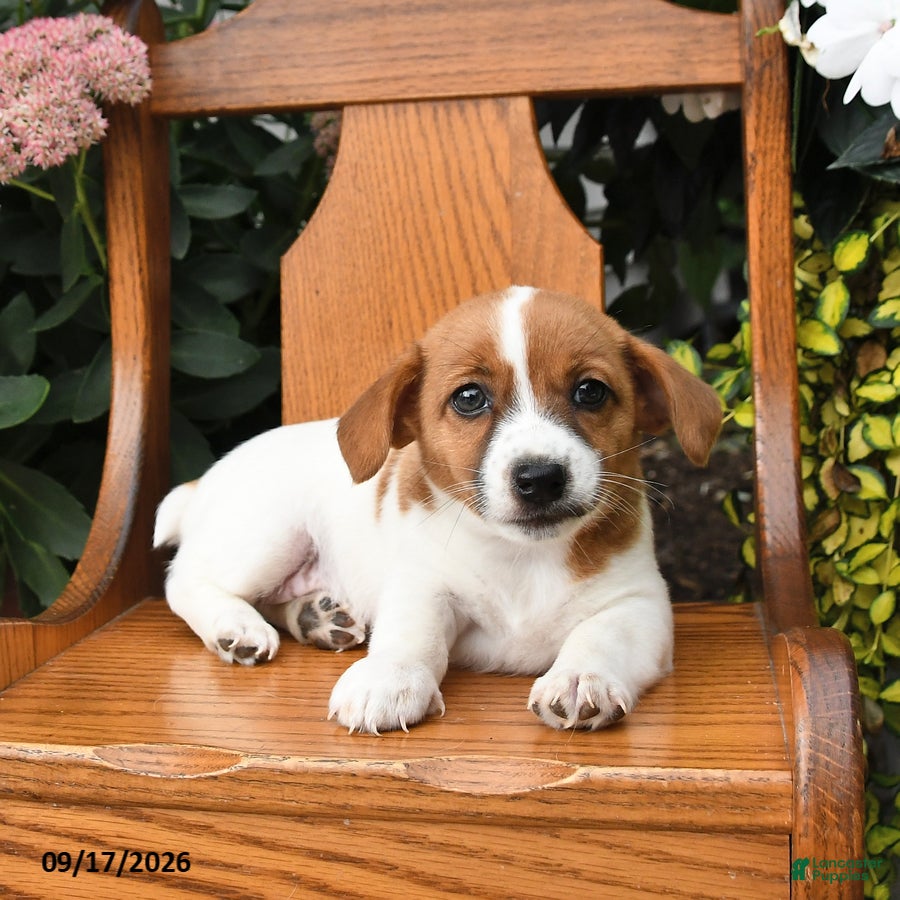 Jack Russell Terrier dogs Muffin - Ad 2