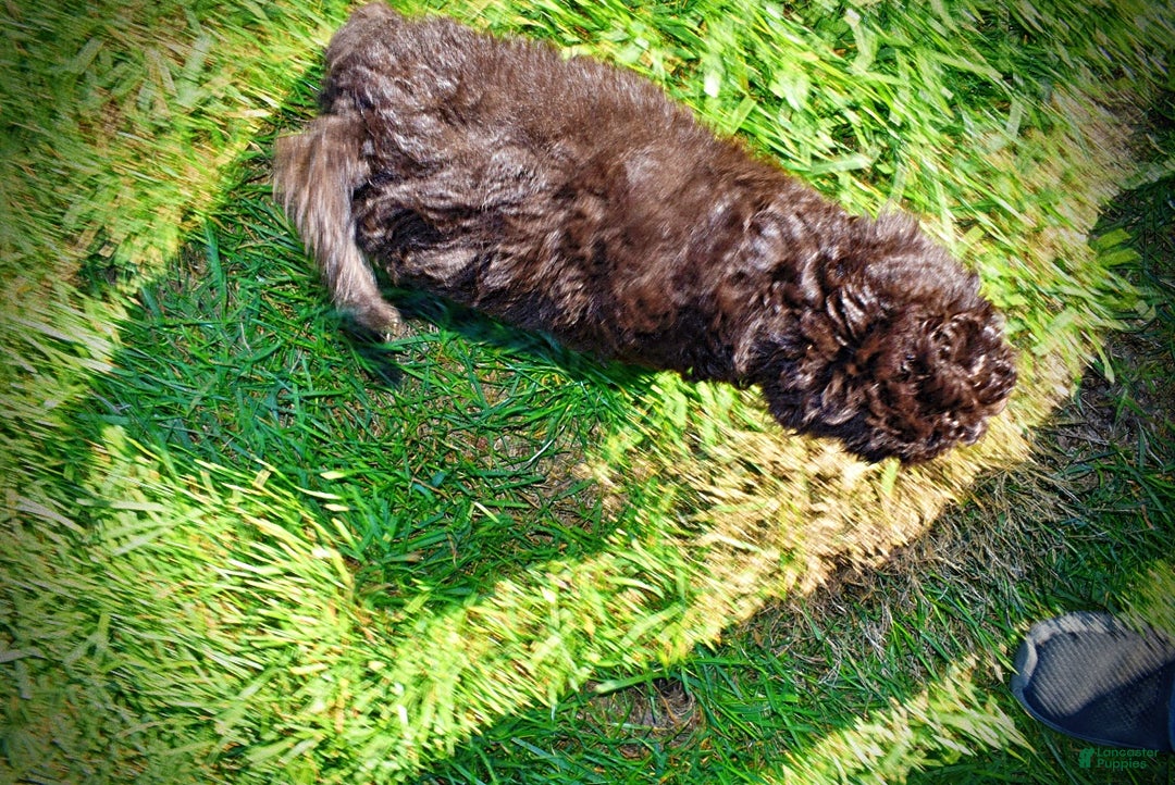 Havapoo dogs for sale: Iggy - Ad 7