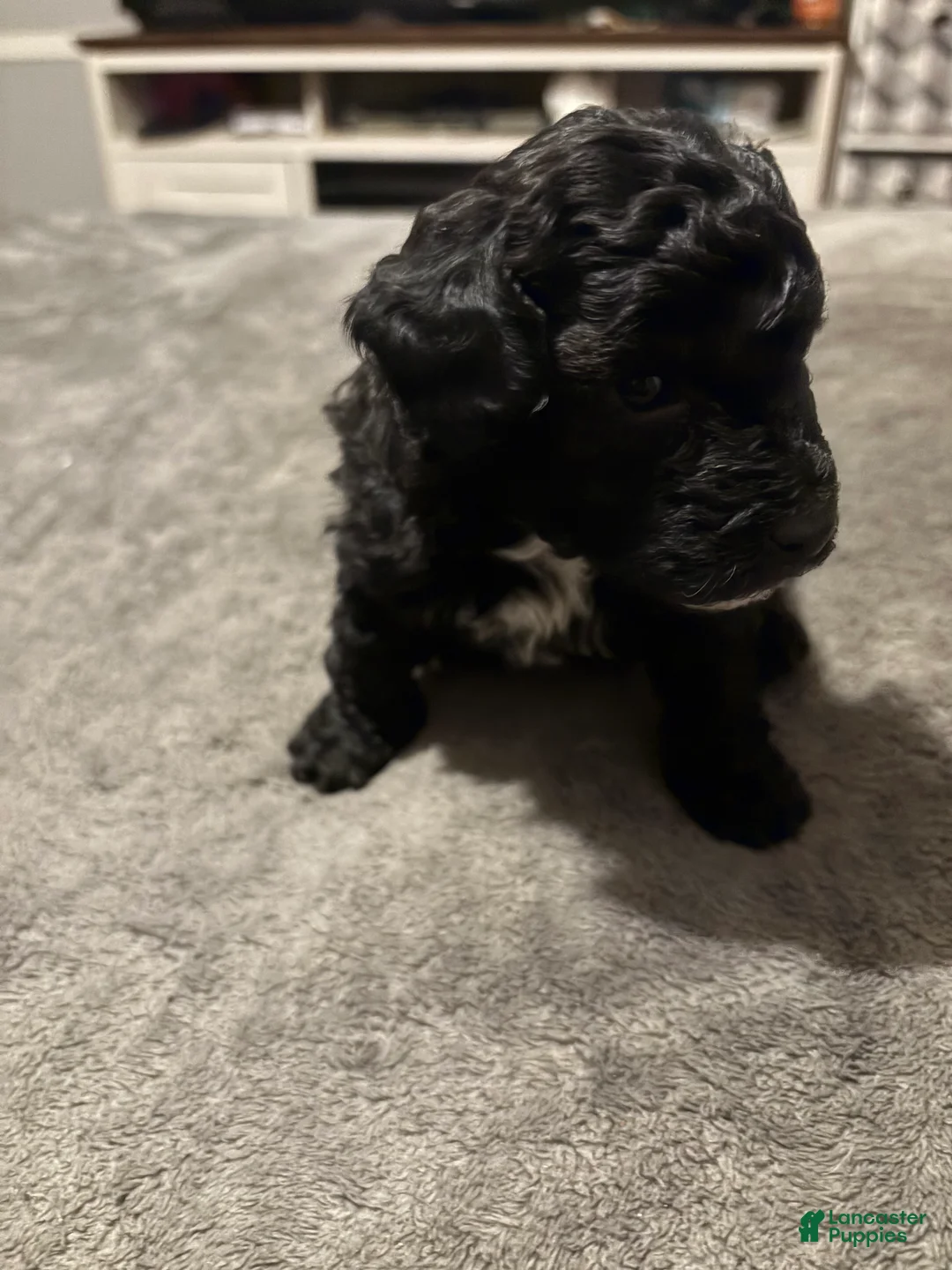Toy Poodle dogs for sale: Midnight - Ad 3