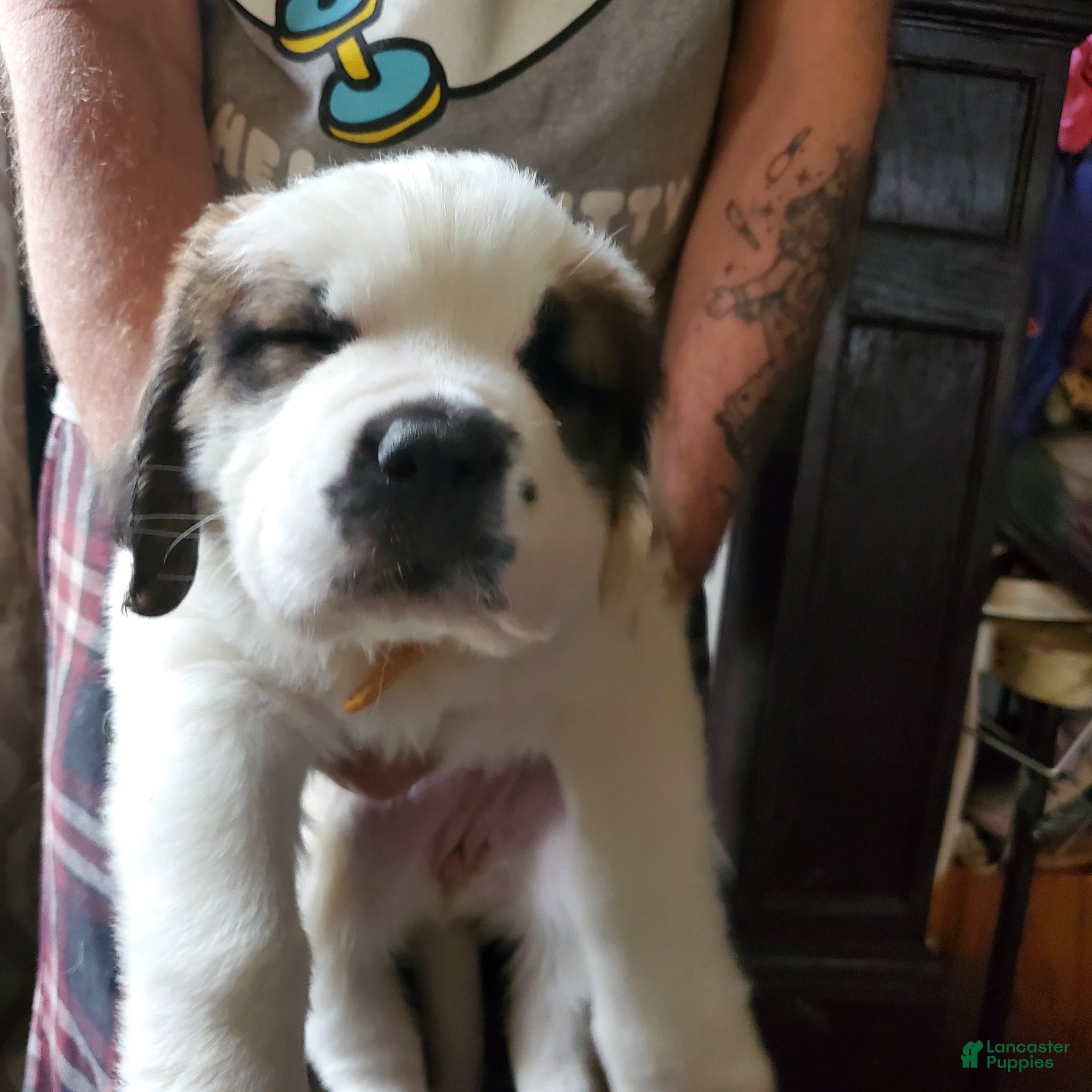 Saint Bernard dogs Saint Bernard Puppy 4 - Ad 21