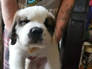 Saint Bernard dogs Saint Bernard Puppy 4 - Ad 21