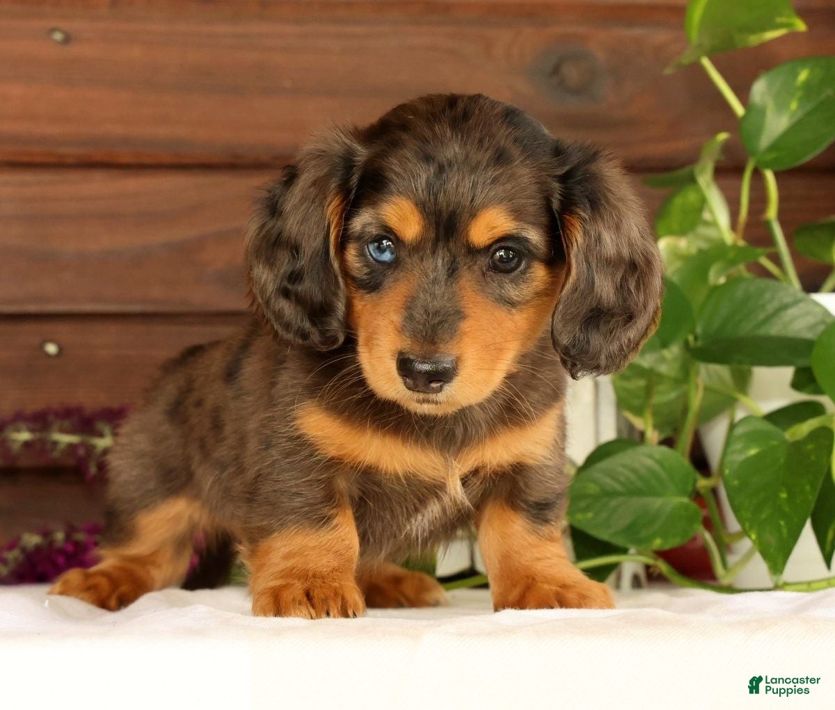 Miniature Dachshund dogs Thomas - Ad 1
