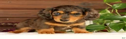 Miniature Dachshund dogs for sale: Thomas - Ad 1
