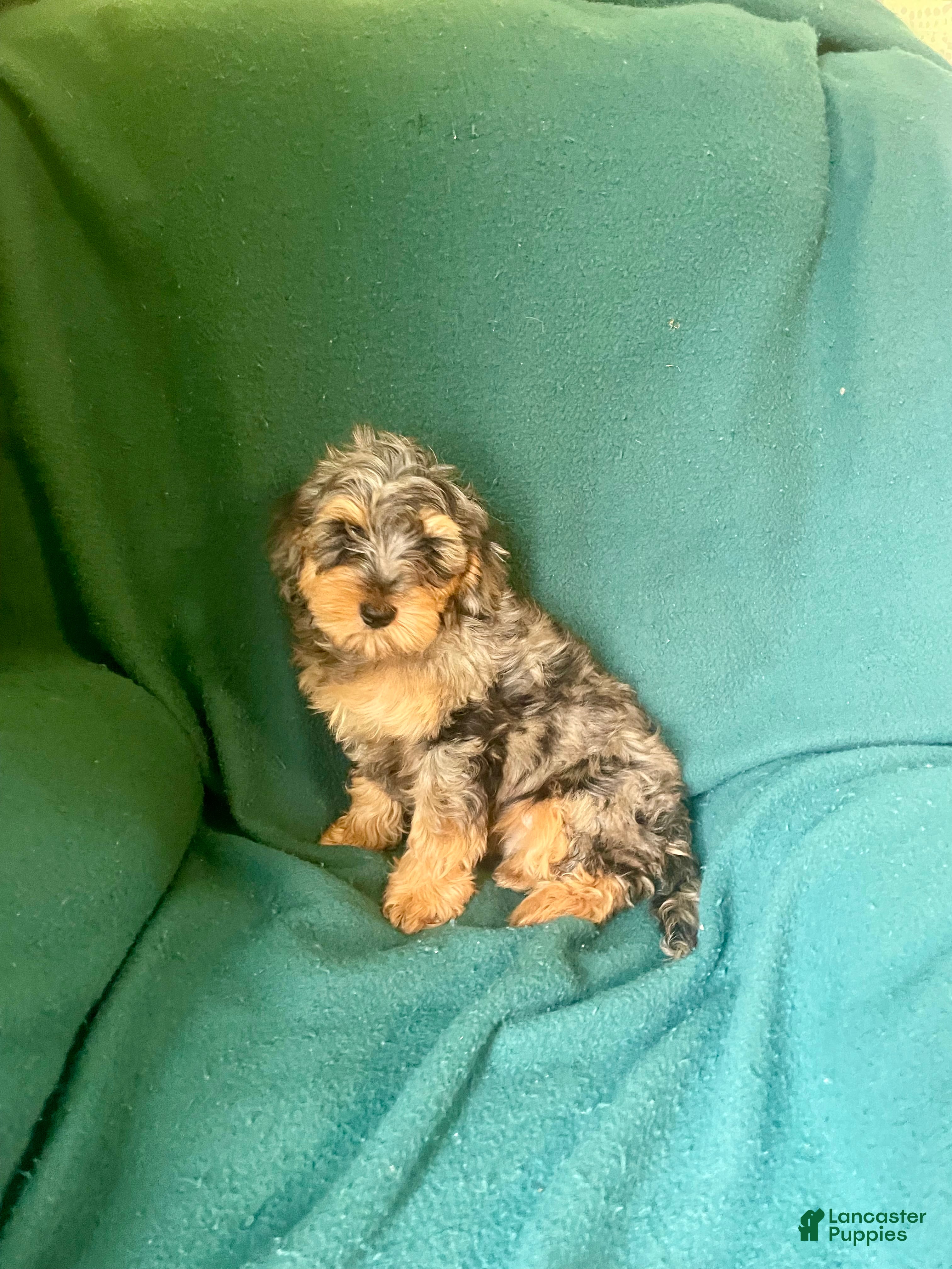 Cockapoo dogs Cockapoo 1 - Ad 2
