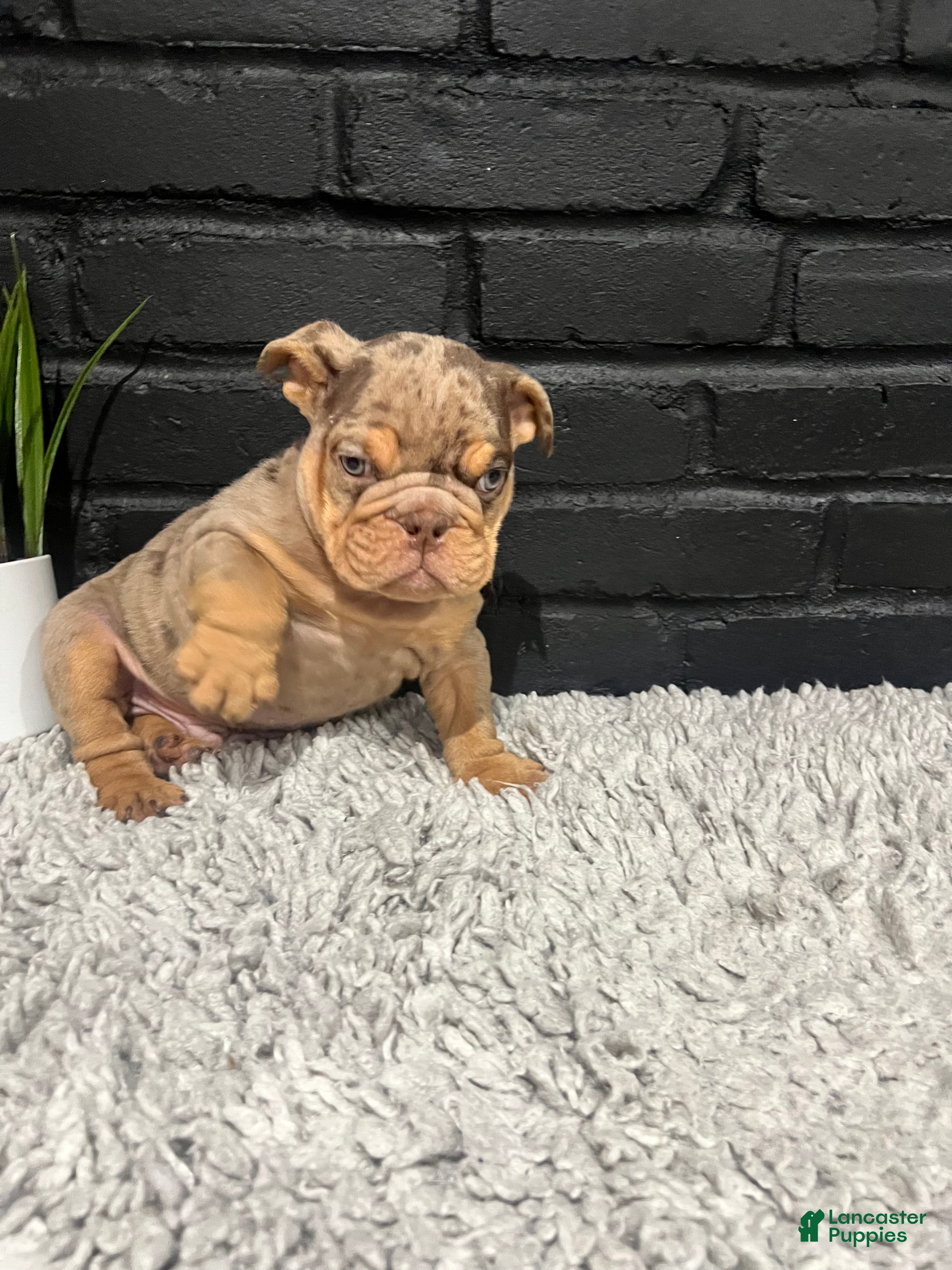 English Bulldog dogs for sale: Juice  - Ad 2