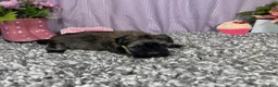 Havanese dogs for sale: Havanese 1 - Ad 3