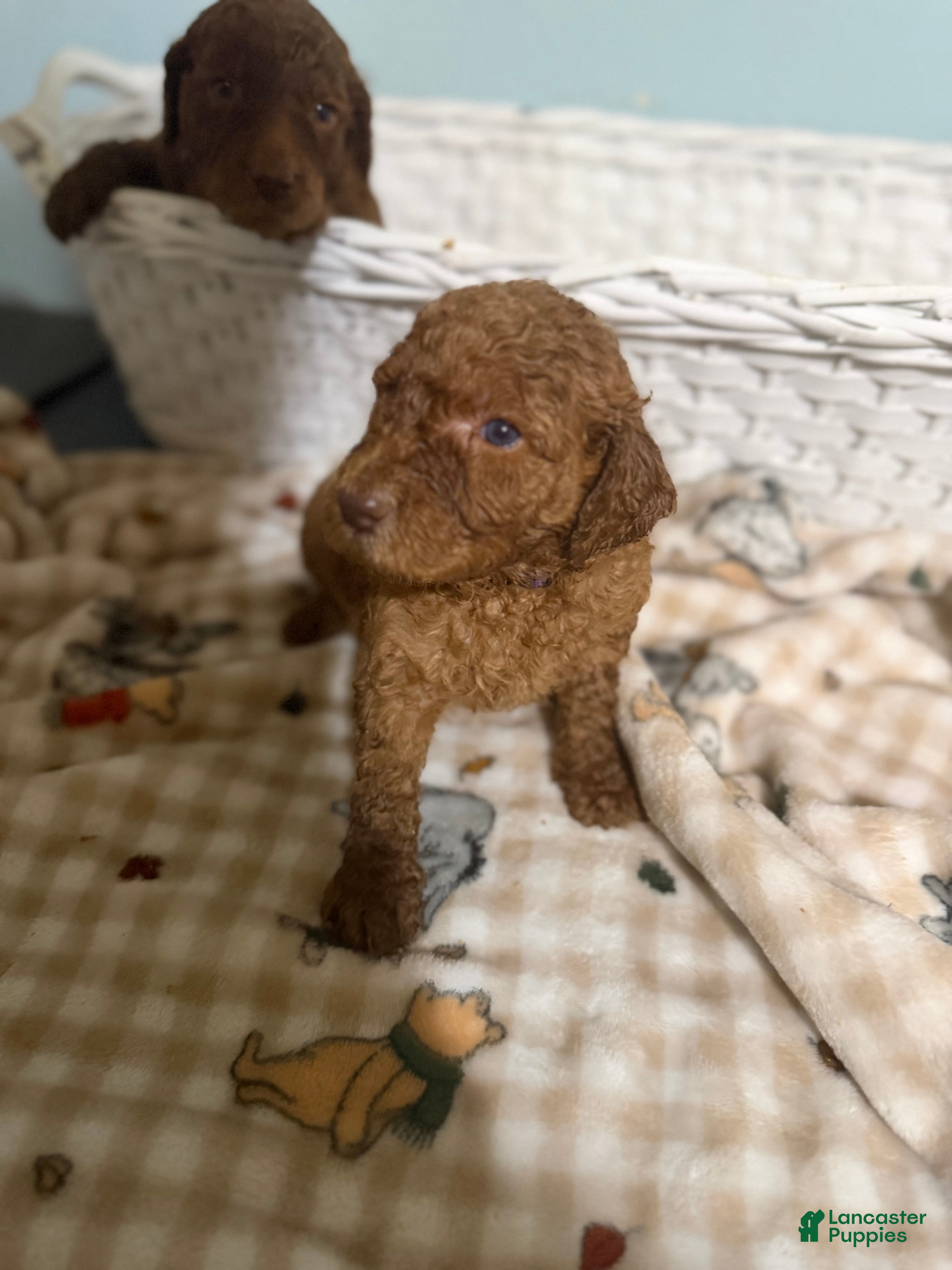 Goldendoodle dogs Goldendoodle 2 - Ad 33