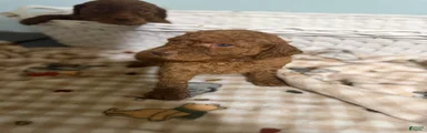 Goldendoodle 2