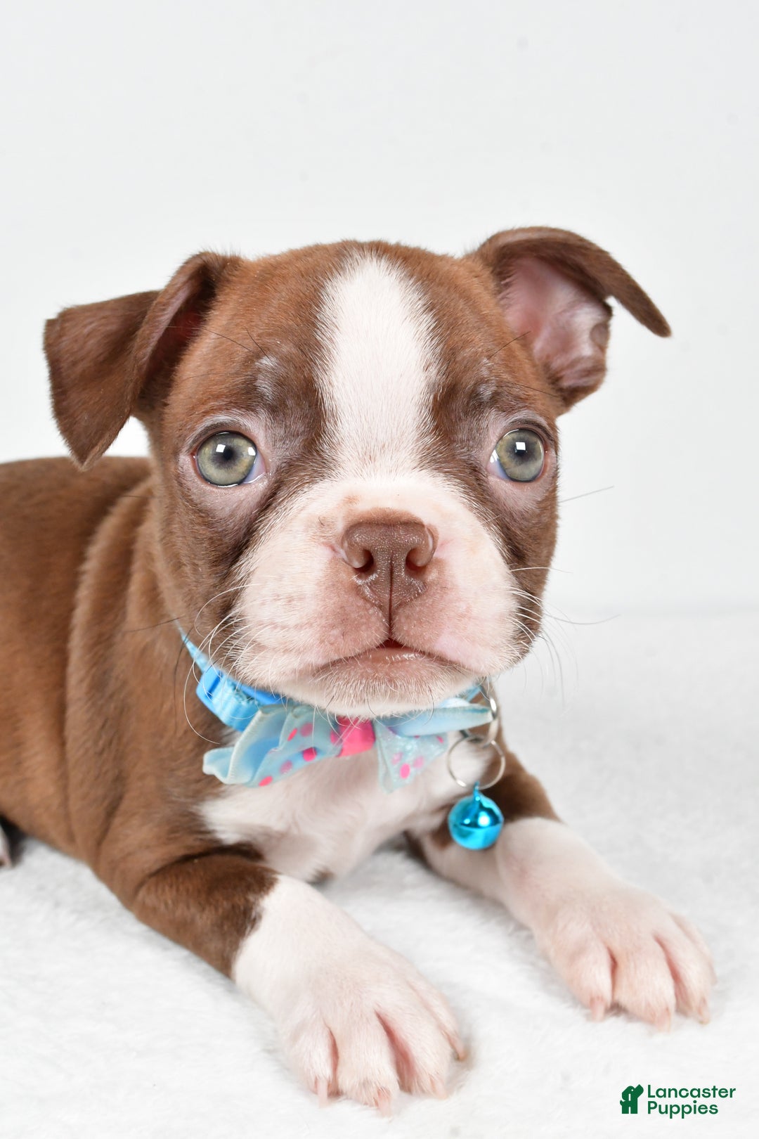Boston Terrier dogs for sale: Wes - Ad 5
