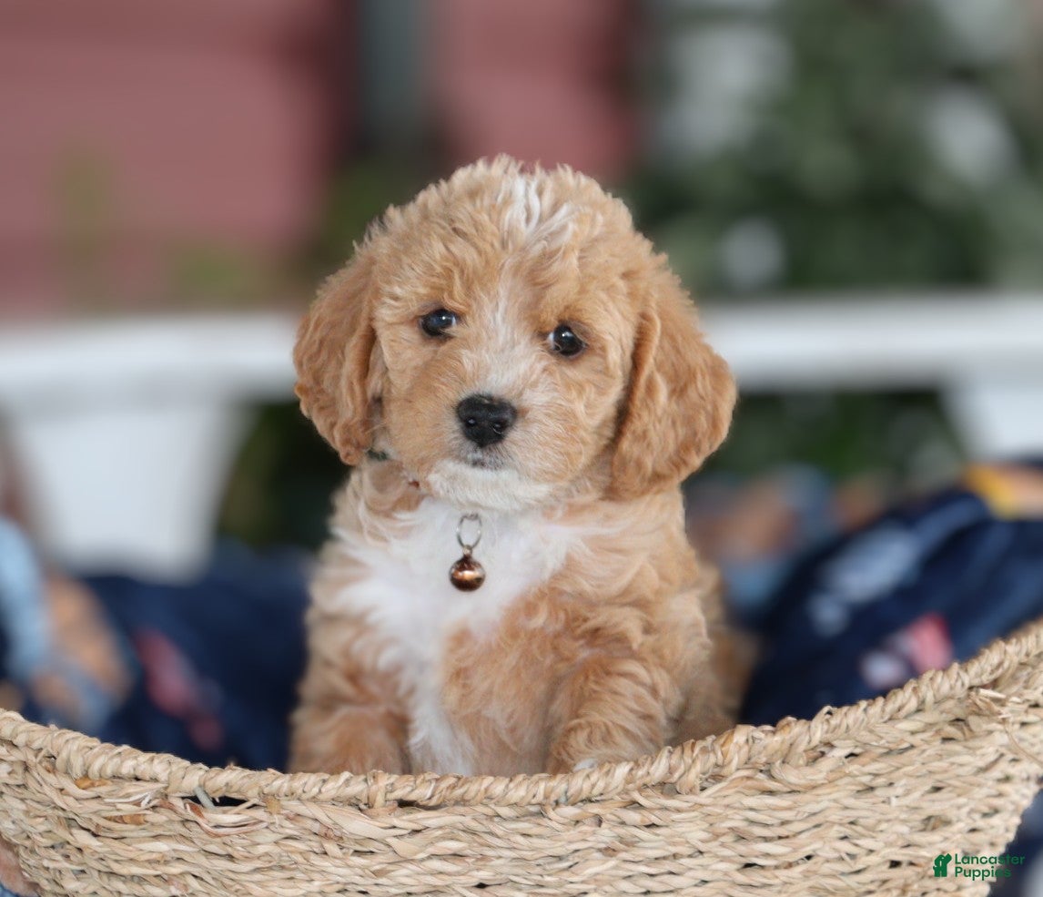 Charlie, Doodle / designer cross