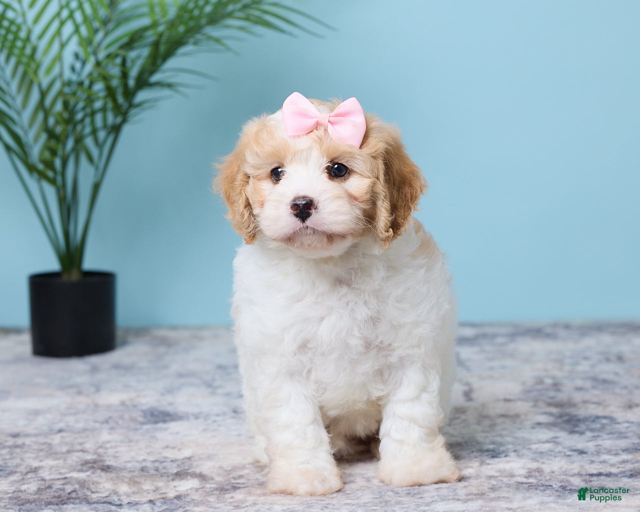 Cavapoo dogs for sale: Lola - Ad 2