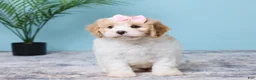 Cavapoo dogs for sale: Lola - Ad 1