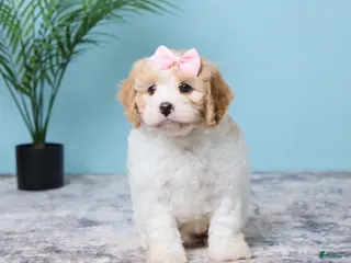 Cavapoo dogs for sale: Lola - Ad 2