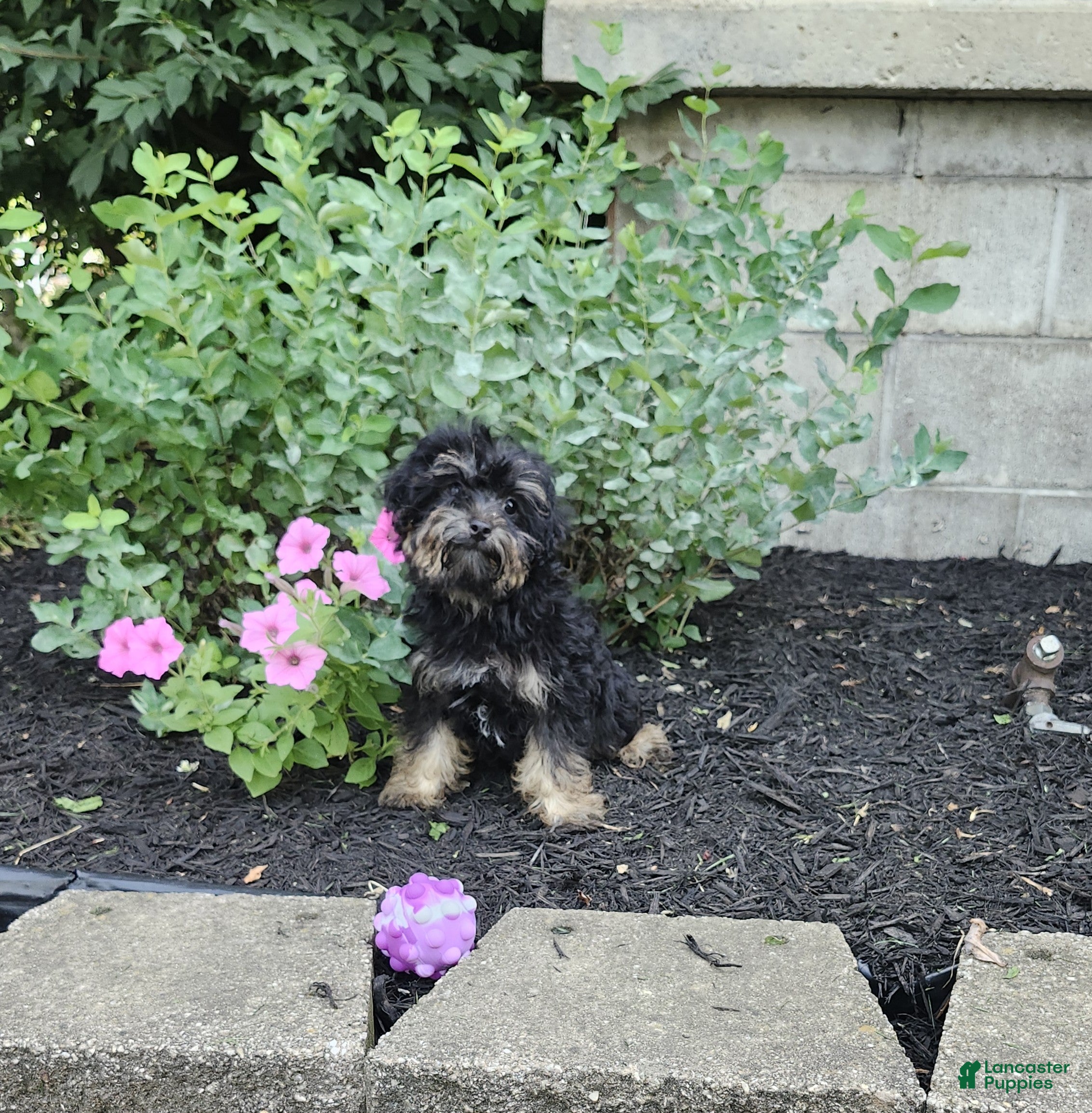Yorkiepoo dogs Abbie - Ad 1
