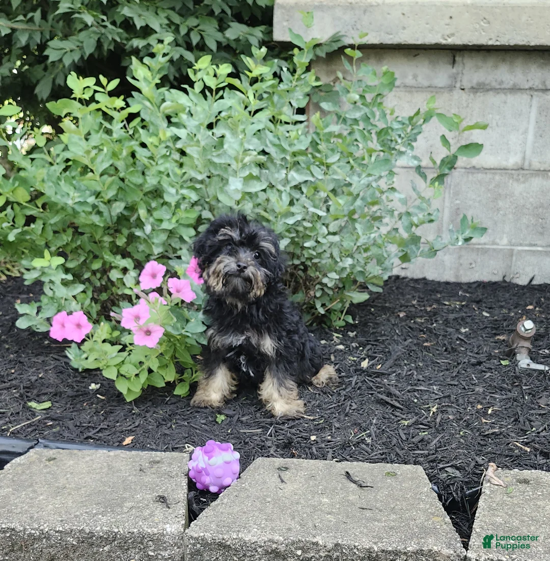 Yorkiepoo dogs for sale: Abbie - Ad 1