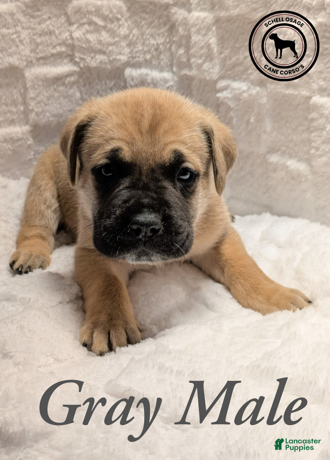 Cane Corso dogs for sale: Gray - Ad 6