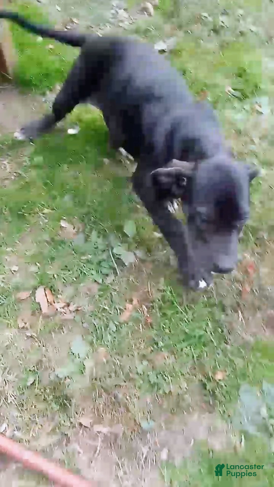 Mixed Breed dogs for sale: Midnight - Ad 2