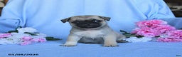 Pug dogs for sale: Theodore - Ad 5