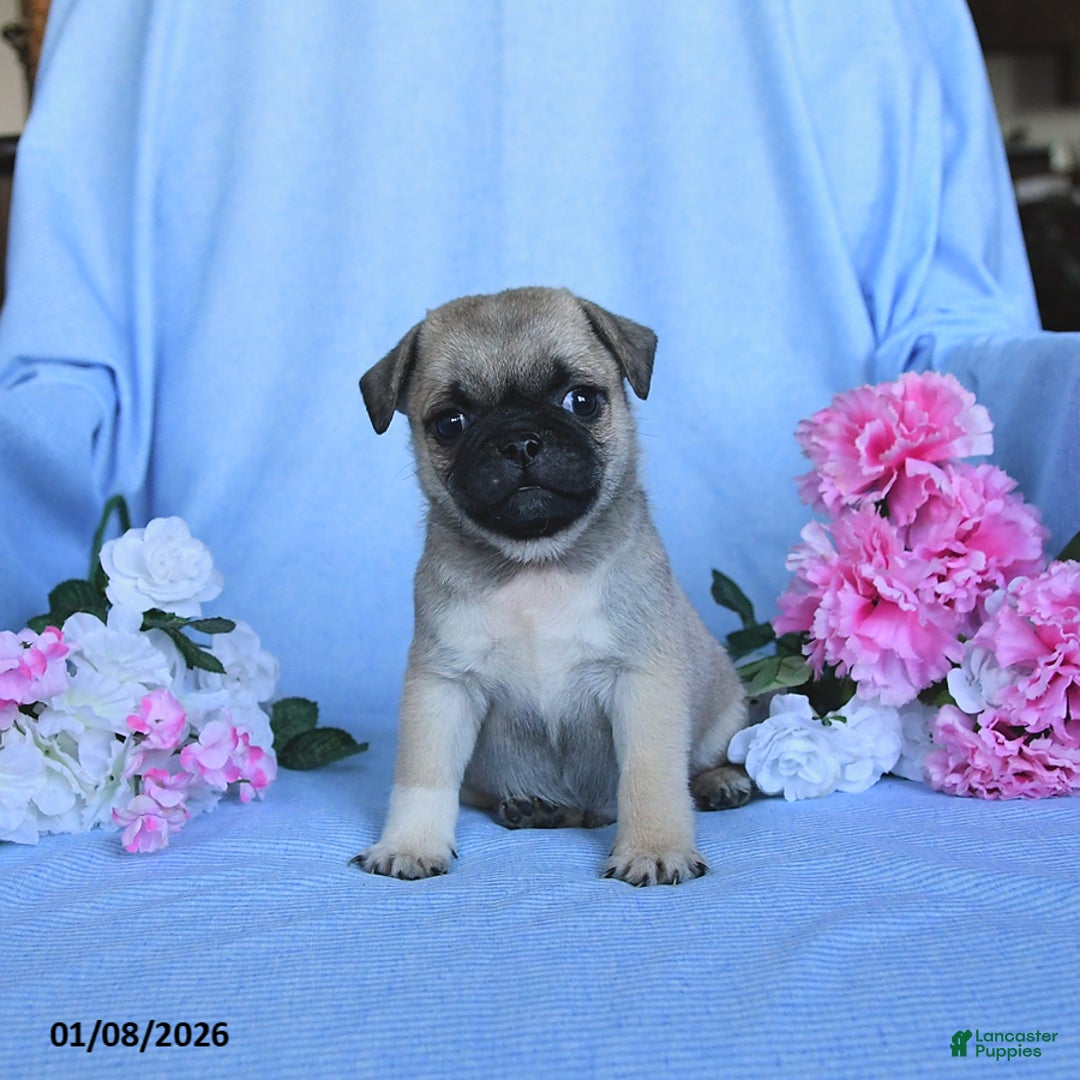 Pug dogs for sale: Theodore - Ad 5