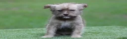 Mixed Breed dogs for sale: Male 1 - Ad 3