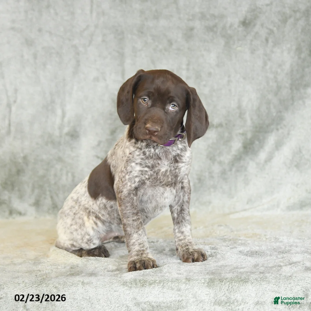 German Shorthaired Pointer dogs for sale: Brenda - Ad 3