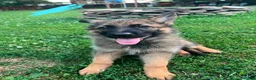 German Shepherd dogs for sale: German Shepherd 8 - Ad 3