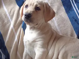 Labrador Retriever dogs Americano - Ad 42