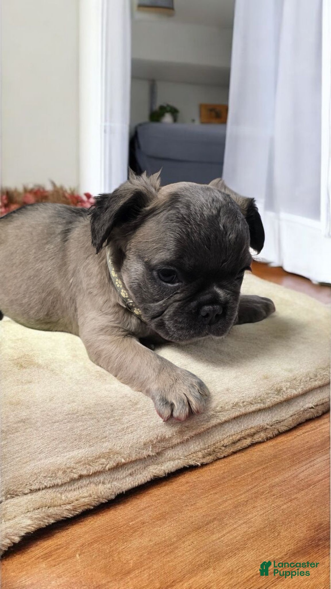 French Bulldog dogs for sale: Fluffy French Bulldog Bruno - Ad 9
