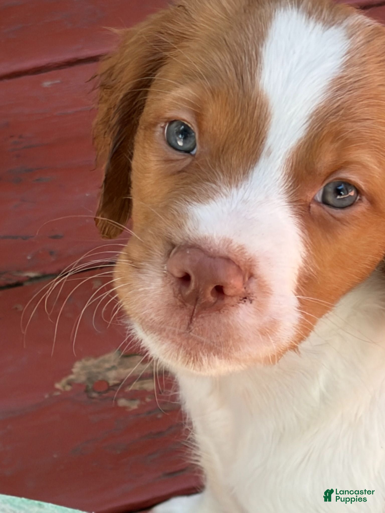 Brittany Spaniel dogs Brittany Spaniel 3 - Ad 2