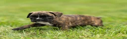 Boxer dogs for sale: Larry Boxer Puppy  - Ad 5