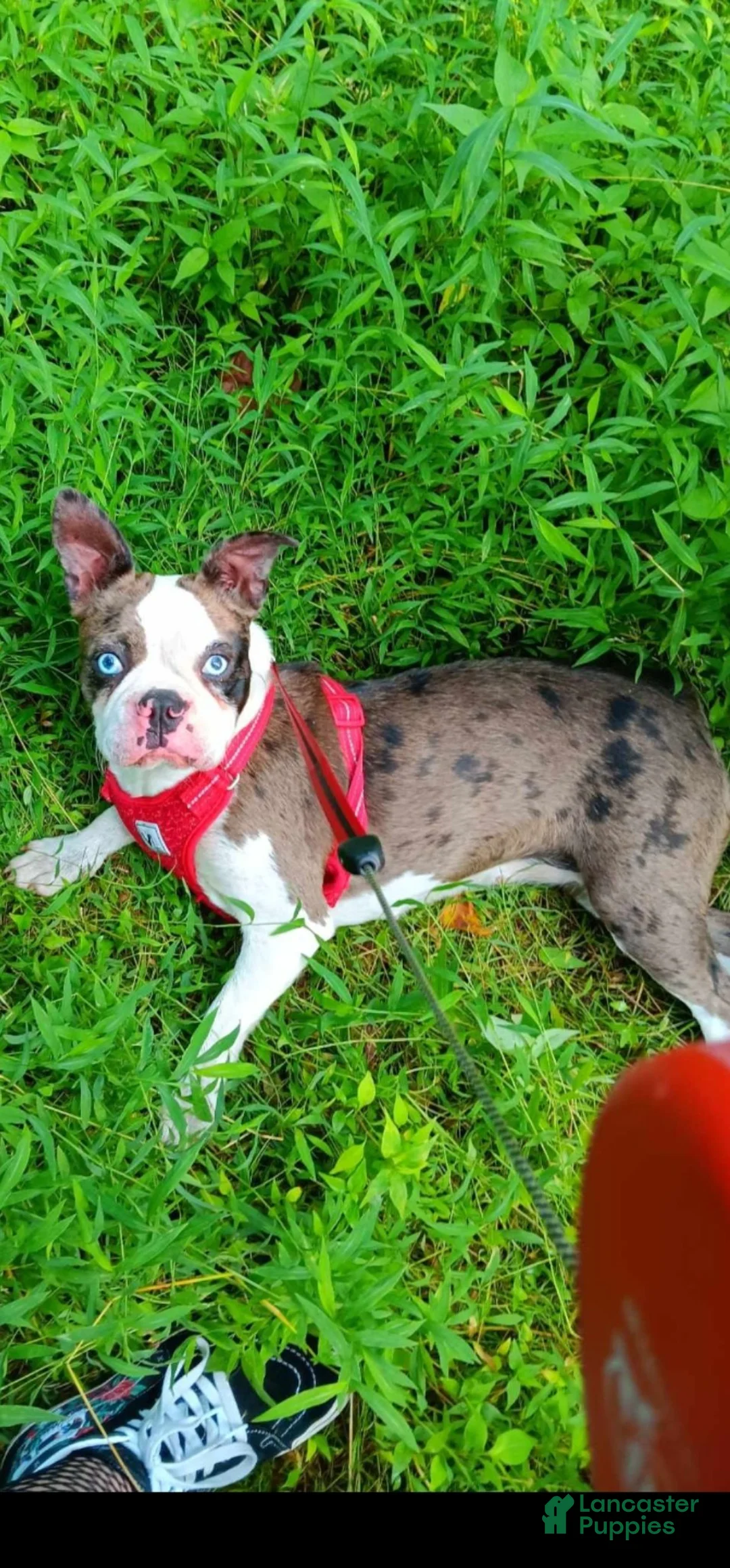 Frenchton dogs for sale: Rocky male frenchton - Ad 8