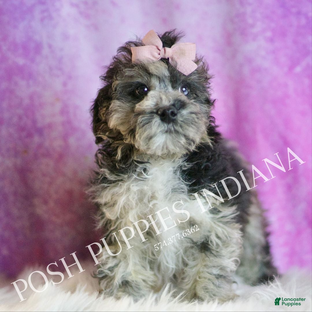 Toy Poodle dogs for sale: Ivy - Ad 5