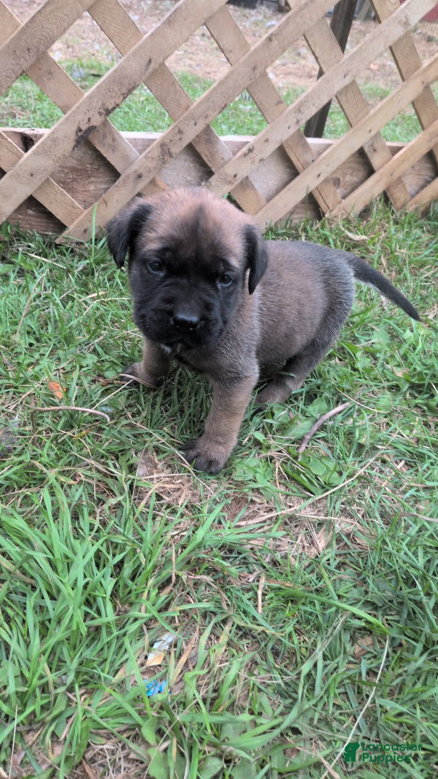 Mastiff