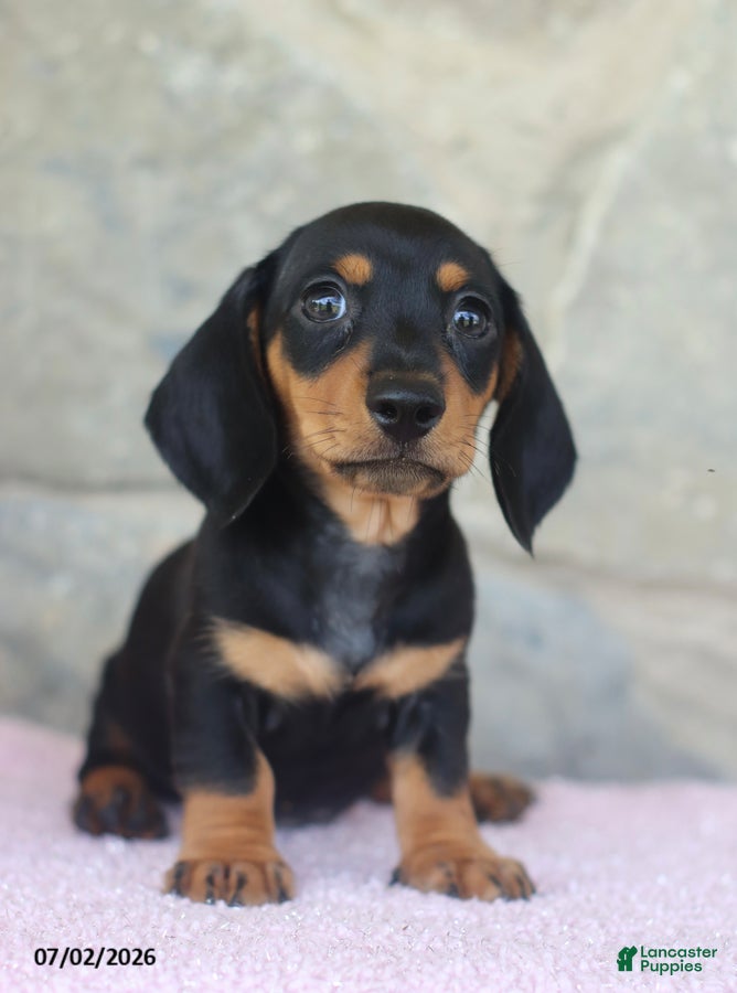 Miniature Dachshund dogs Colt - Ad 2