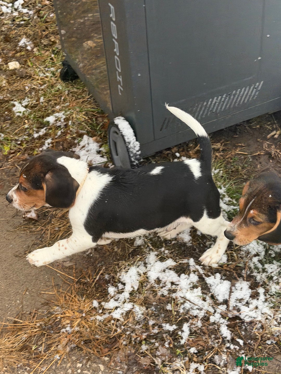 Beagle dogs for sale: Beagle Puppy 2 - Ad 4