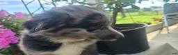 Border Collie dogs for sale: Blue - Ad 8