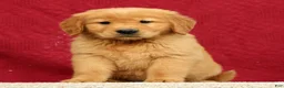 Golden Retriever dogs for sale: Quinn - Ad 2